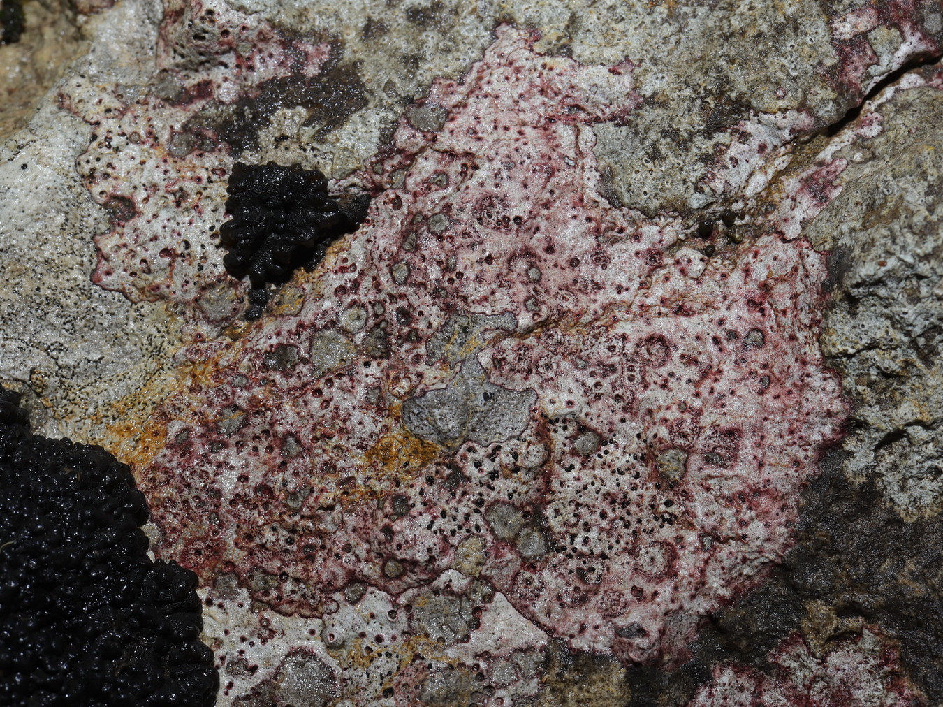 Изображение особи Bagliettoa marmorea.