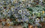 Eryngium maritimum. Верхушки побегов с соплодиями. Португалия, округ Лиссабон, устье р. Сизандру, песчаный пляж. 23.08.2025.