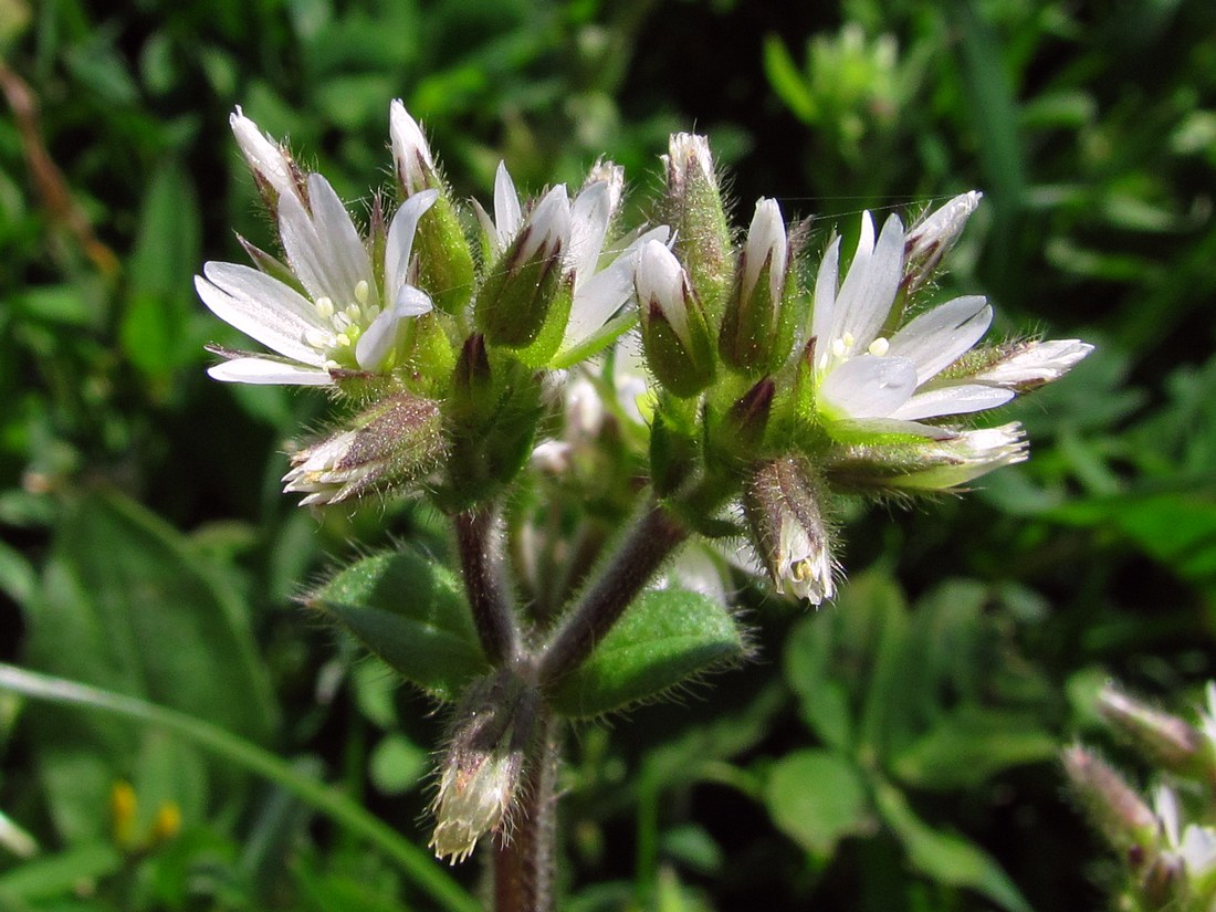 Image of Cerastium glomeratum specimen.