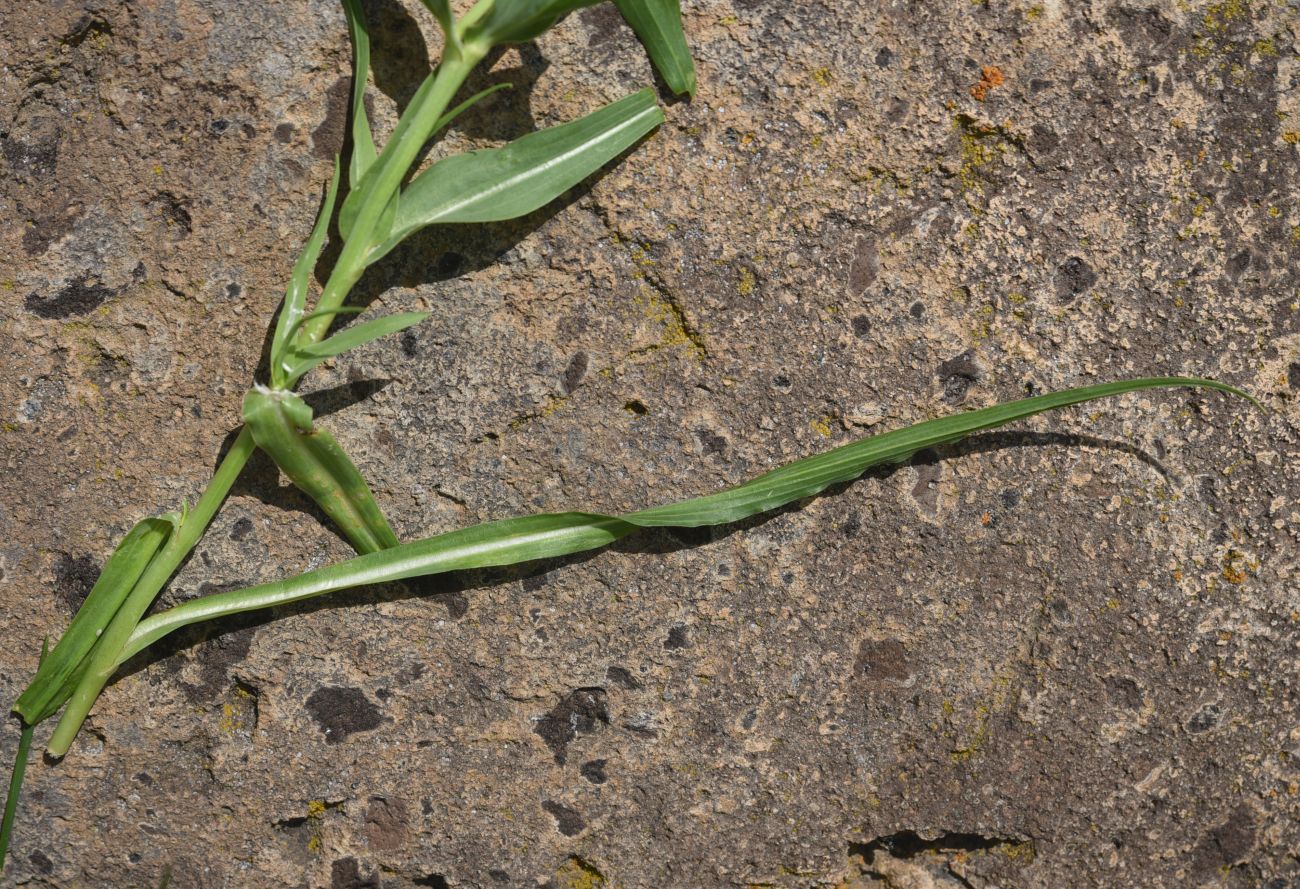 Image of Tragopogon albinervis specimen.