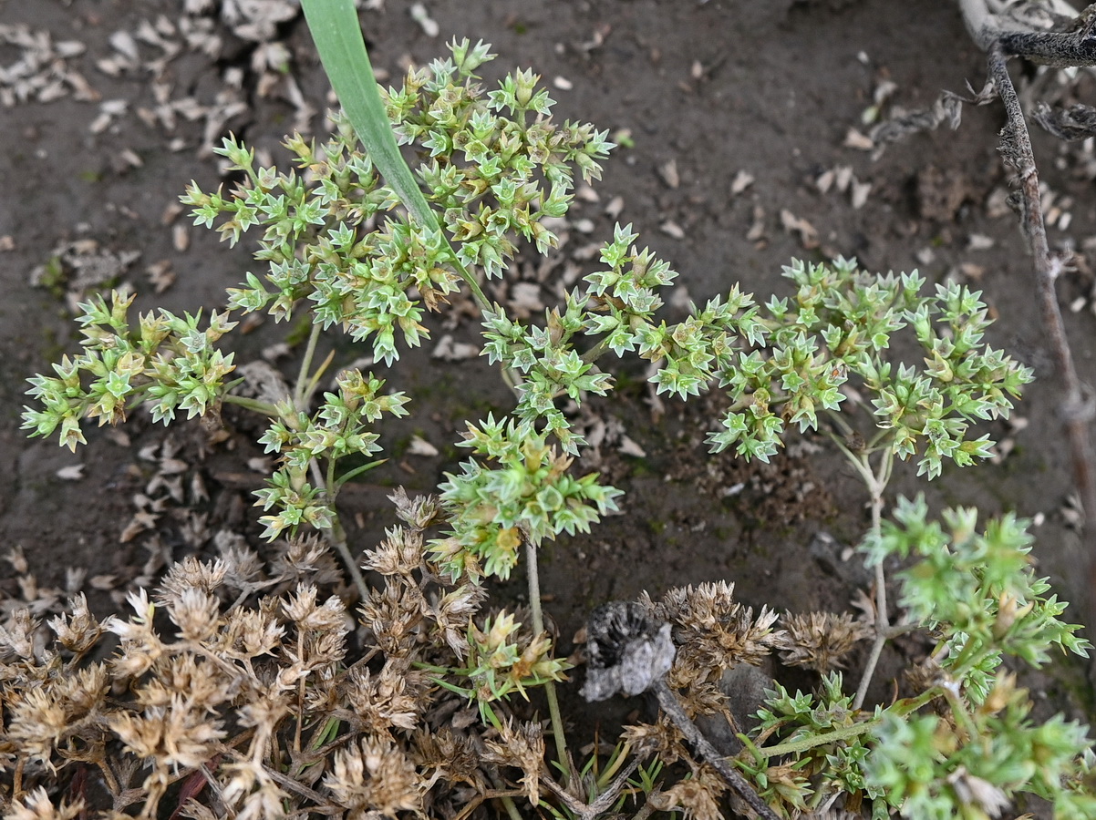 Image of Scleranthus annuus specimen.