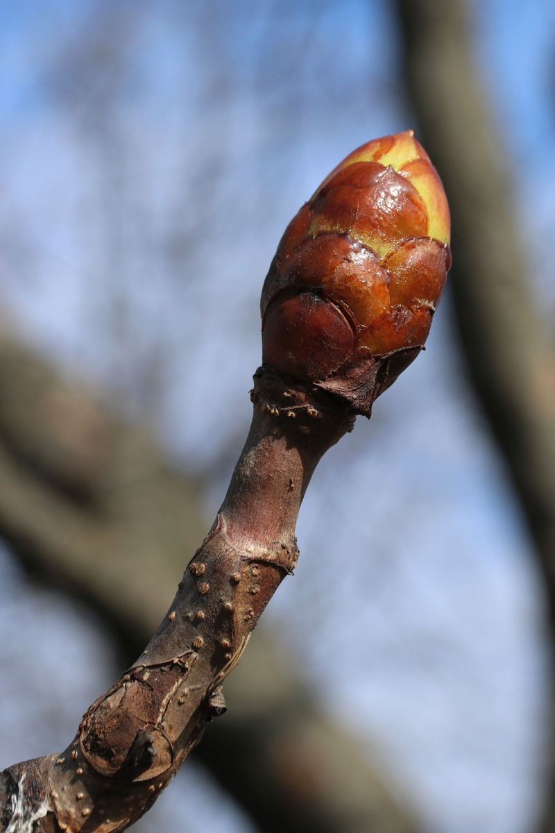 Image of Aesculus hippocastanum specimen.