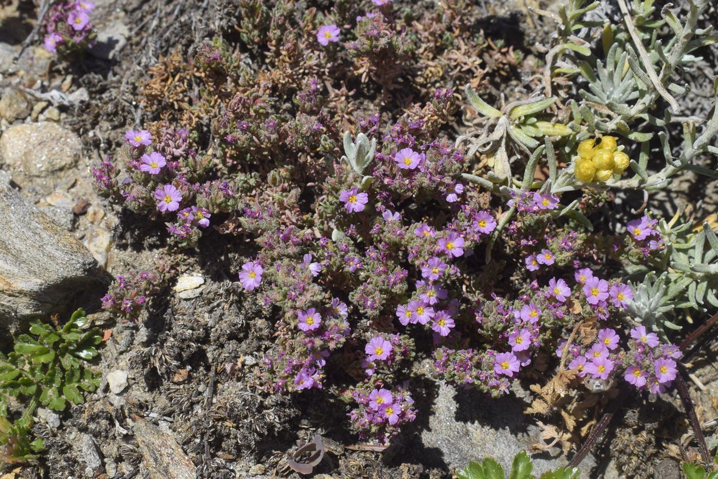 Изображение особи Frankenia hirsuta.