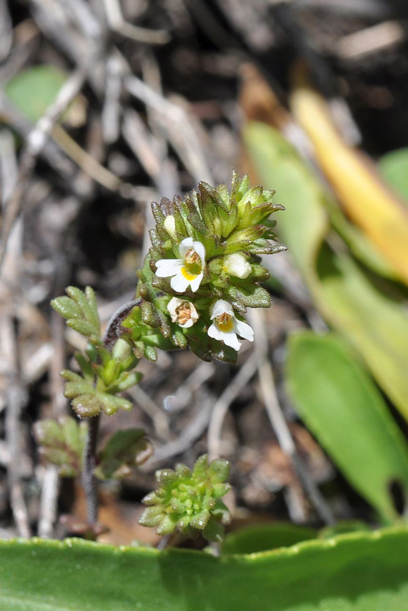 Изображение особи род Euphrasia.