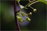 Actinidia kolomikta. Бутонизирующее соцветие. Московская обл., Раменский р-н, окр. дер. Хрипань, садовый участок. 03.06.2026.