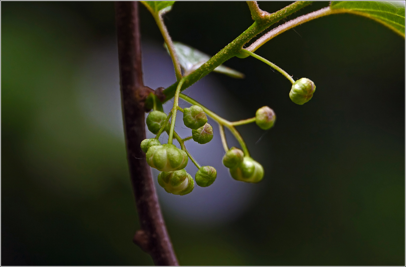 Image of Actinidia kolomikta specimen.