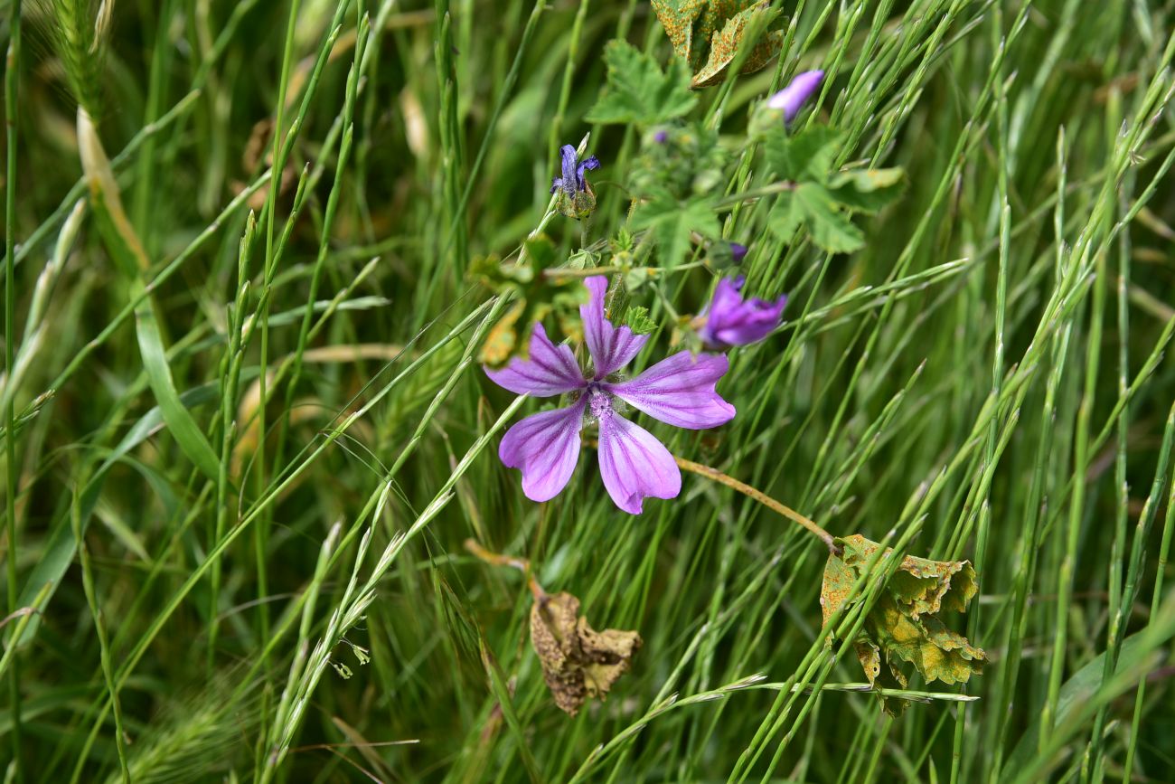 Image of genus Malva specimen.