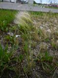 Hordeum jubatum. Плодоносящие растения. Московская обл., ГО Подольск, мкр-н Климовск, газон. 29.06.2026.