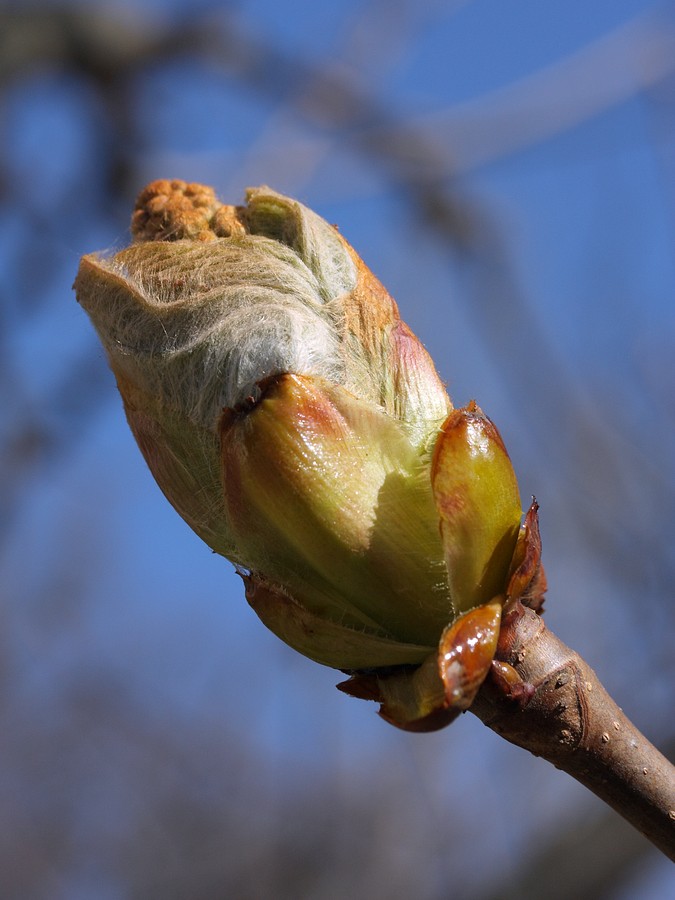 Изображение особи Aesculus hippocastanum.