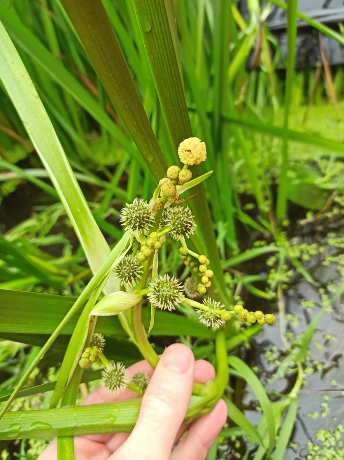 Image of Sparganium erectum specimen.