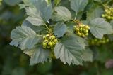 род Crataegus
