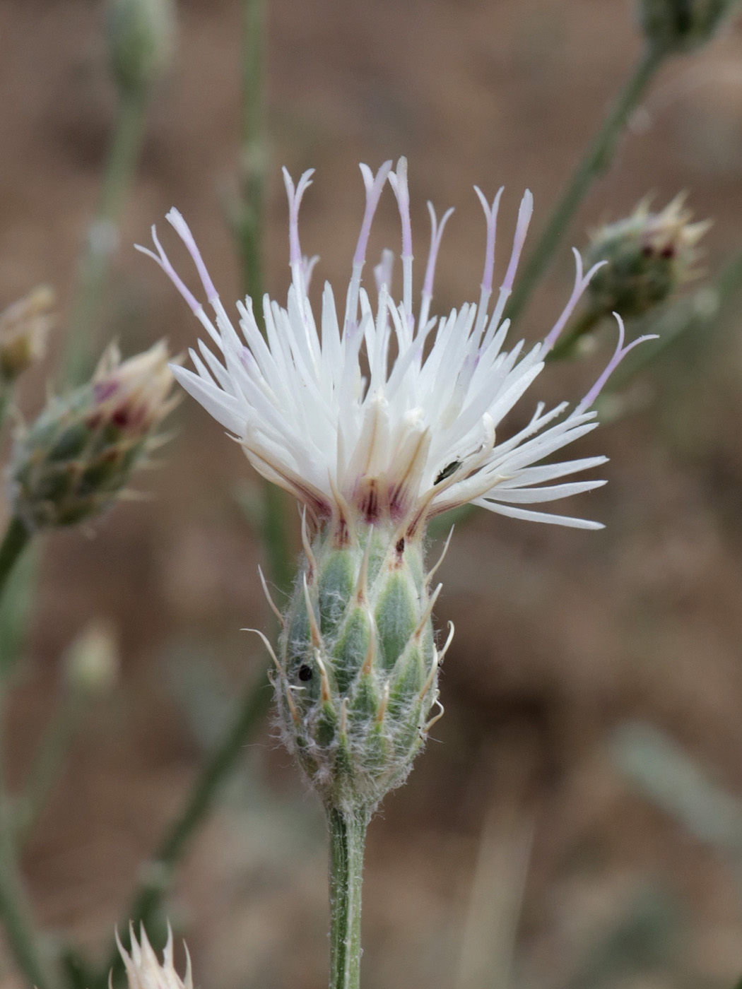 Image of Klasea erucifolia specimen.