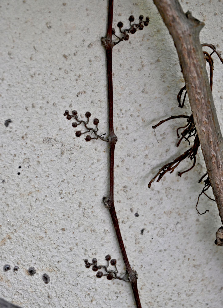 Image of Parthenocissus quinquefolia specimen.