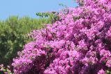 Bougainvillea glabra. Часть кроны цветущего растения. Италия, г. Рим, Авентинский холм. 9 июня 2017 г.