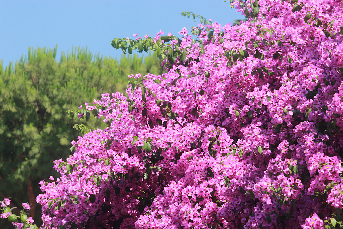 Image of Bougainvillea glabra specimen.