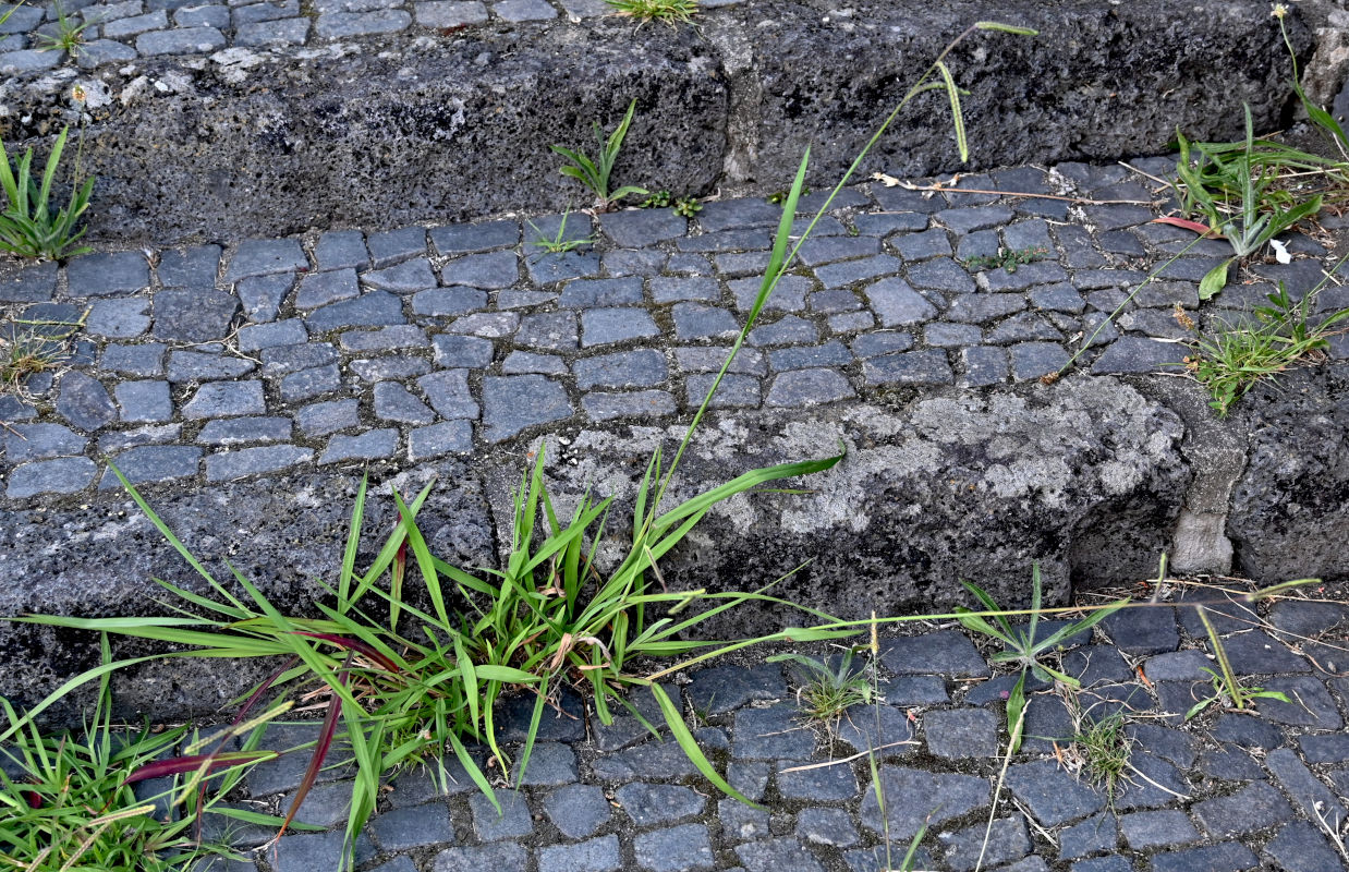 Image of Paspalum dilatatum specimen.