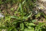 Senecio kolenatianus