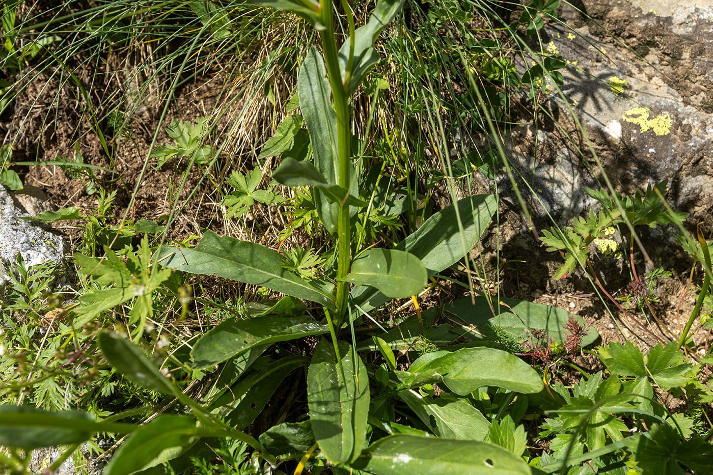 Image of Senecio kolenatianus specimen.