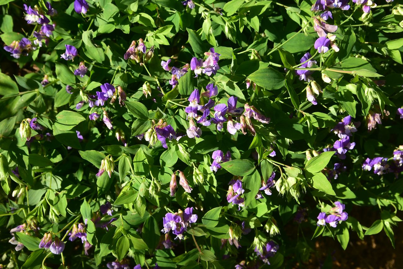 Image of Lathyrus laxiflorus specimen.