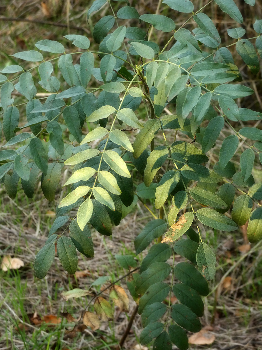 Изображение особи Glycyrrhiza glabra.