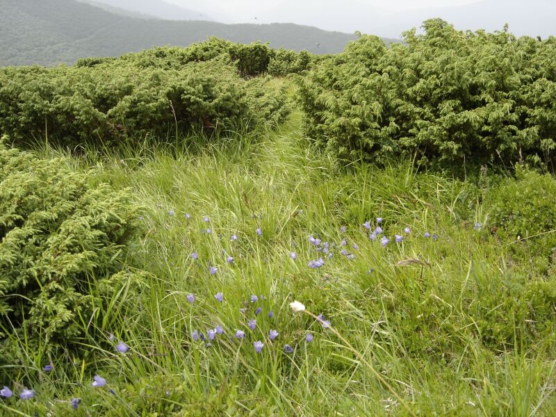 Изображение особи Campanula polymorpha.