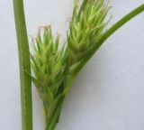 Carex secalina