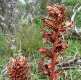 Orobanche gracilis