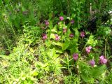 Cypripedium macranthos