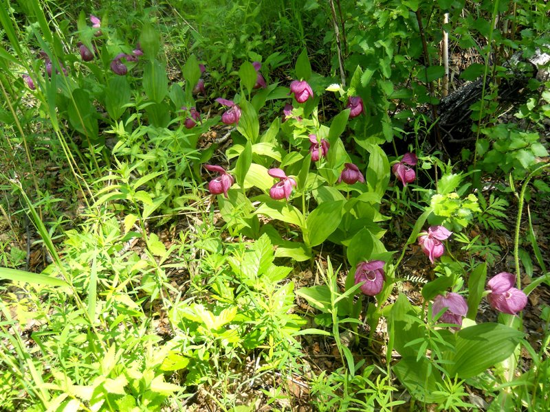 Image of Cypripedium macranthos specimen.