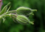 Geranium sylvaticum