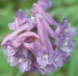 Corydalis solida