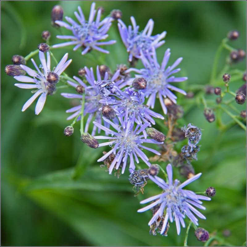 Image of Lactuca sibirica specimen.