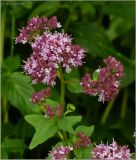 Origanum vulgare. Верхушка побега с соцветием. Тверская обл., Ржевский р-н, р. Волга, окр. переката Рождественский, заливной луг. 9 июля 2011 г.