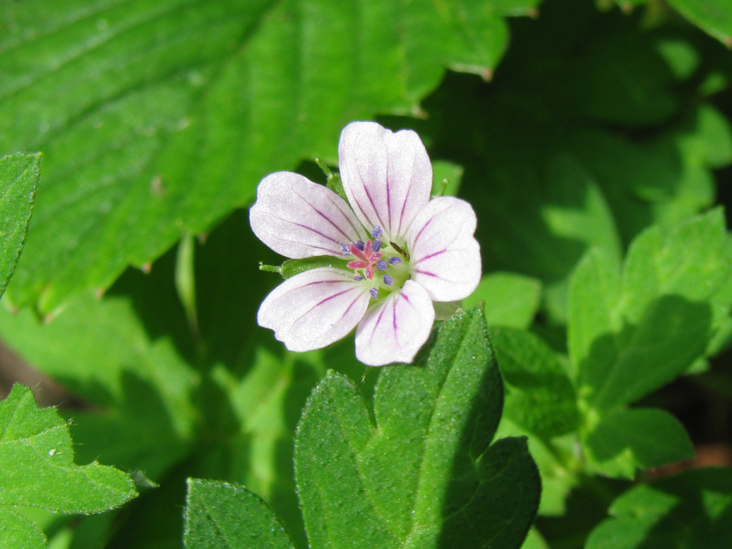 Изображение особи Geranium sibiricum.