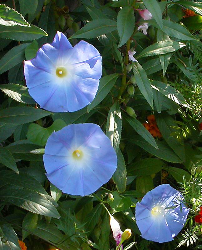 Image of Ipomoea tricolor specimen.