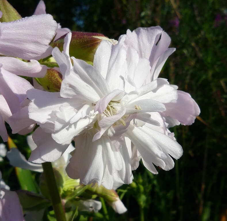 Image of Saponaria officinalis f. pleniflora specimen.