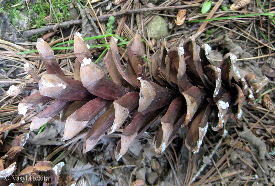 Image of Pinus strobus specimen.