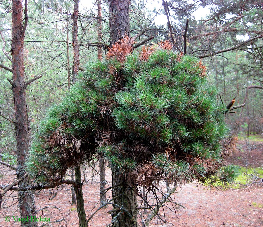 Image of Pinus sylvestris specimen.