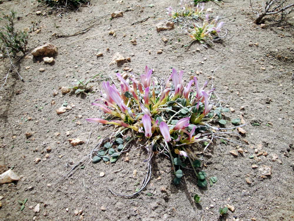 Изображение особи Astragalus paradoxus.