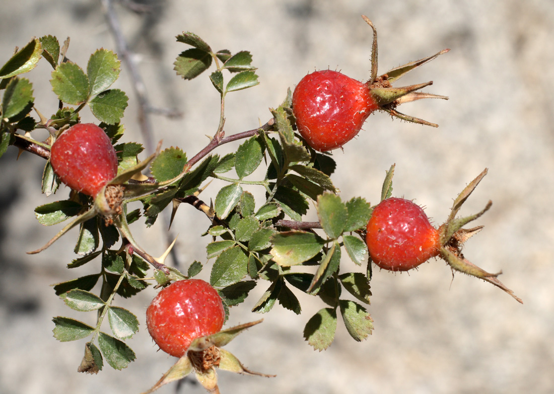 Image of Rosa maracandica specimen.