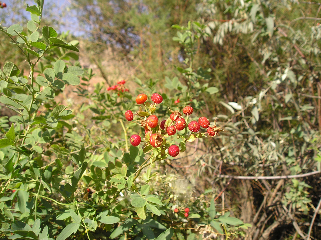 Image of Rosa beggeriana specimen.