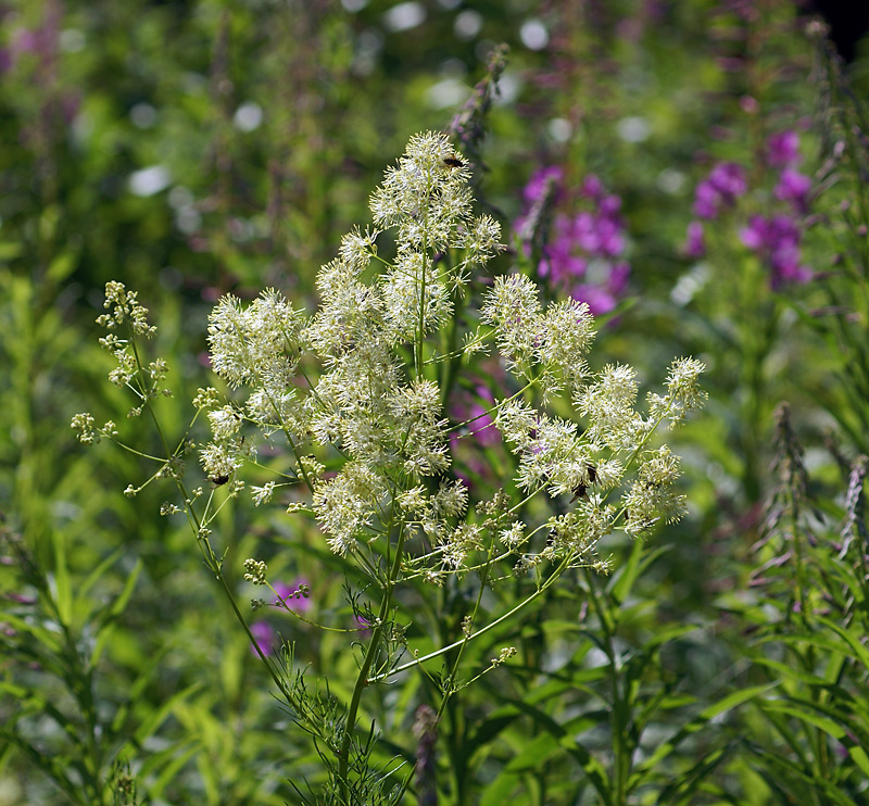 Image of Thalictrum lucidum specimen.