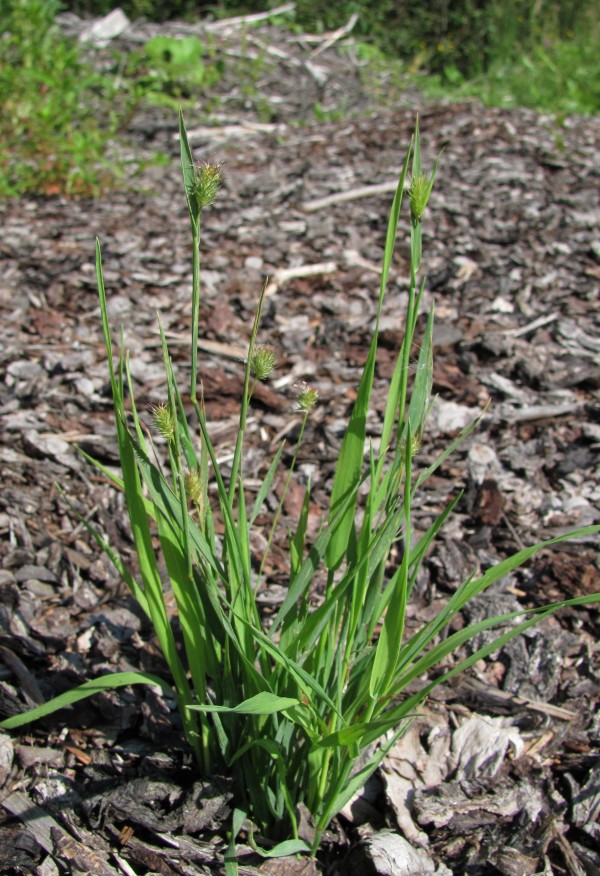 Изображение особи Phleum alpinum.