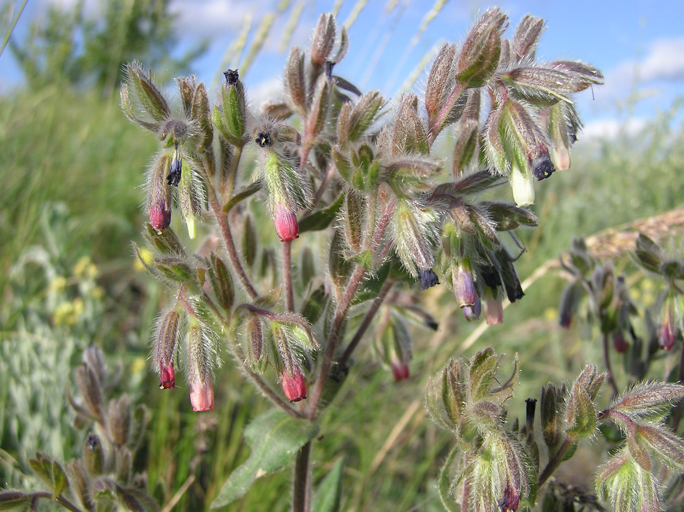 Image of Onosma iricolor specimen.