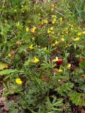 Hippocrepis ciliata