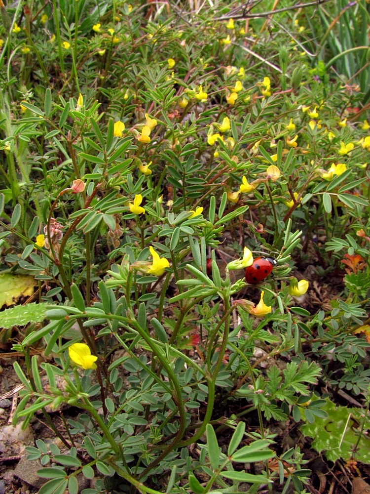 Изображение особи Hippocrepis ciliata.