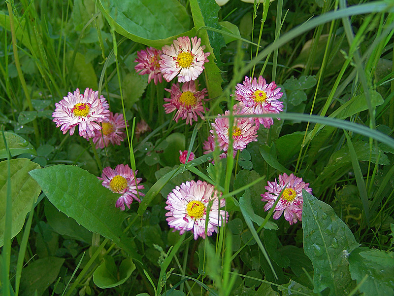 Изображение особи Bellis perennis.