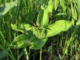 Paris quadrifolia. Цветущее растение. Смоленск, сухой луг на склоне холма. 21.05.2011.