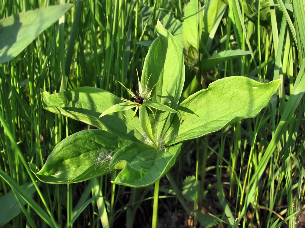 Image of Paris quadrifolia specimen.