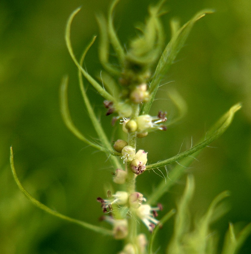 Изображение особи Bassia scoparia f. trichophylla.